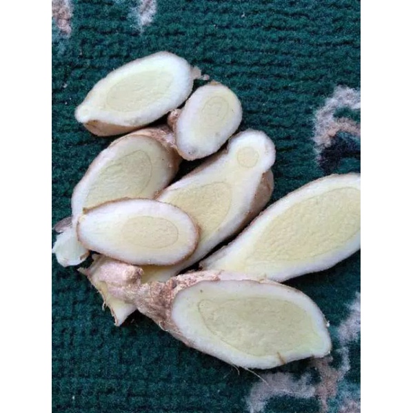 KUNYIT PUTIH/TEMU PUTIH SEGAR ORGANIC BISA COD