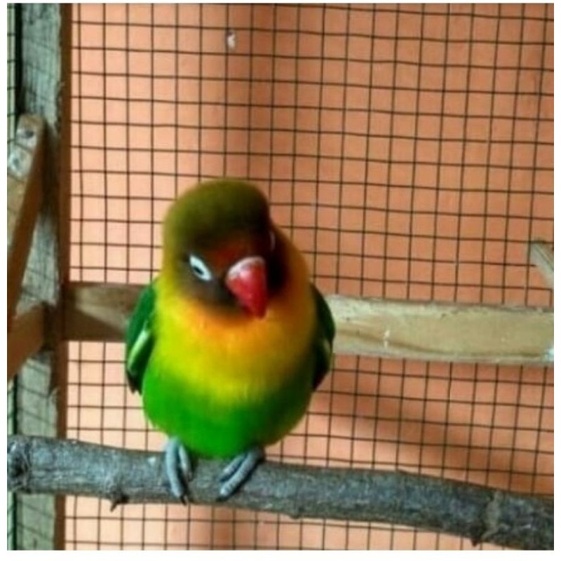 jual burung lovebird josan