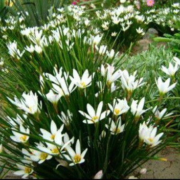 Tanaman tropis tulip putih - bunga tulip day lily - tulip umbi
