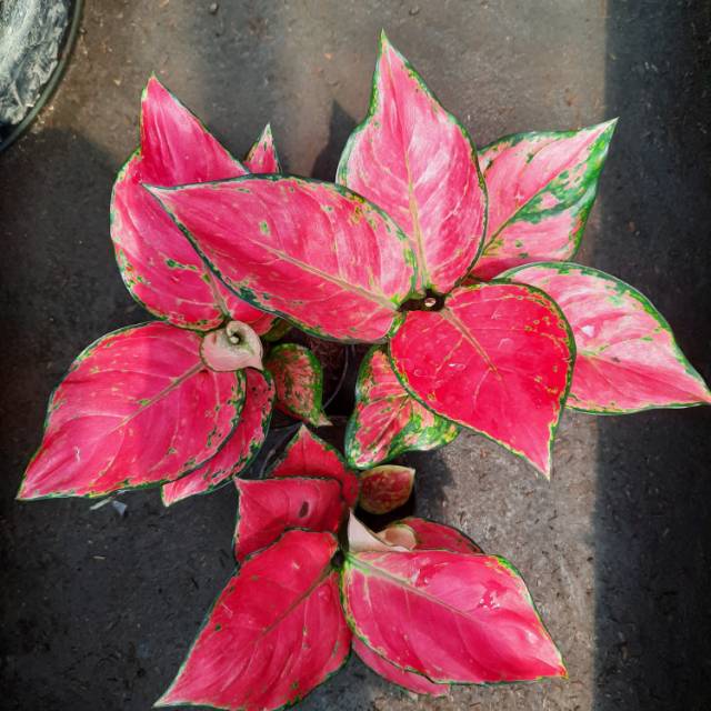 Gambar Bunga Aglaonema  Merah Koleksi Foto Bunga