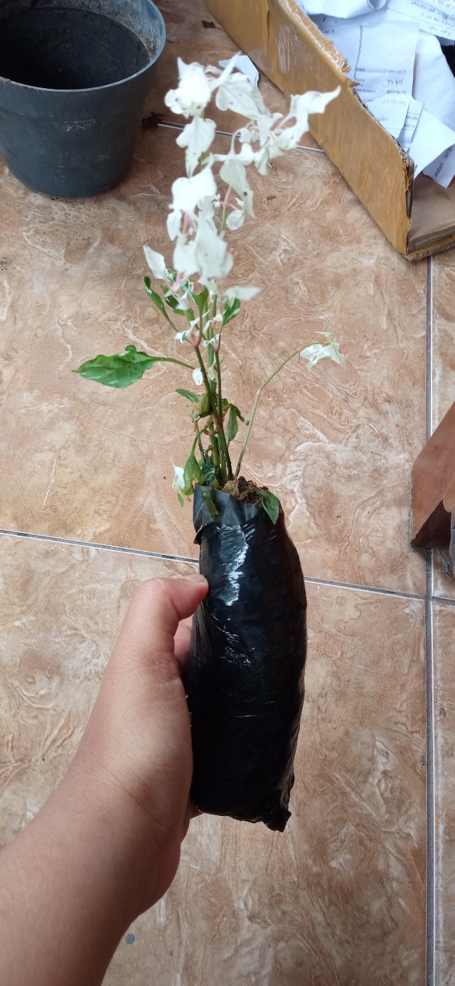 Tanaman Miana Keriting Hijau Kuning - Pohon Miana - Miana - Hiasan Rumah