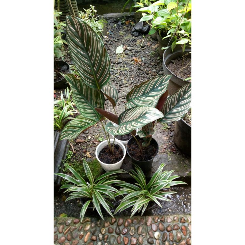 Calathea Ornata - Batik