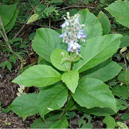 Bubuk Daun Srigunggu 500 g Serbuk Senggugu Simplisia Sirgunggu Sagunggu