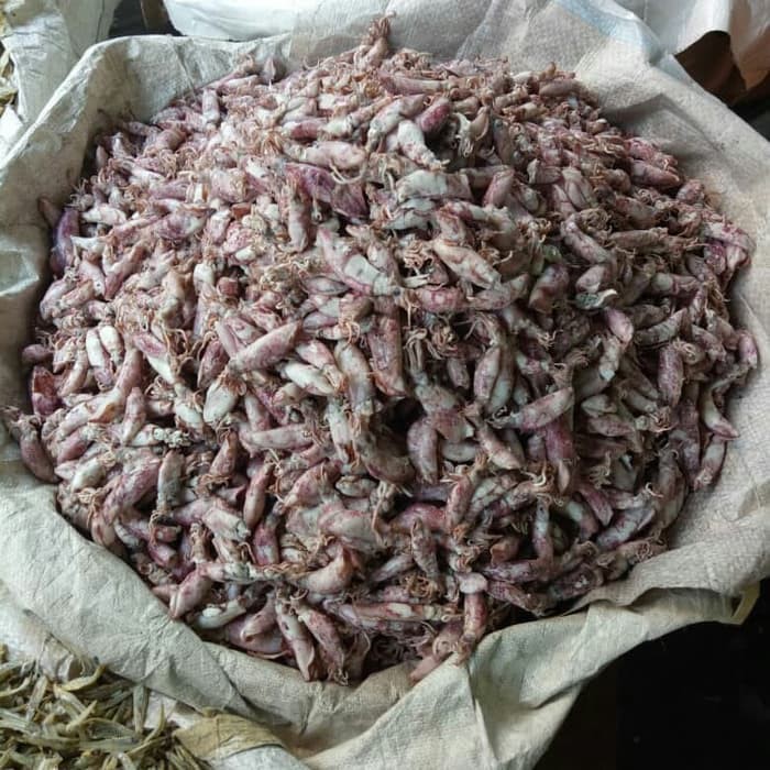 

Cumi kecil cumi asin 250 gr