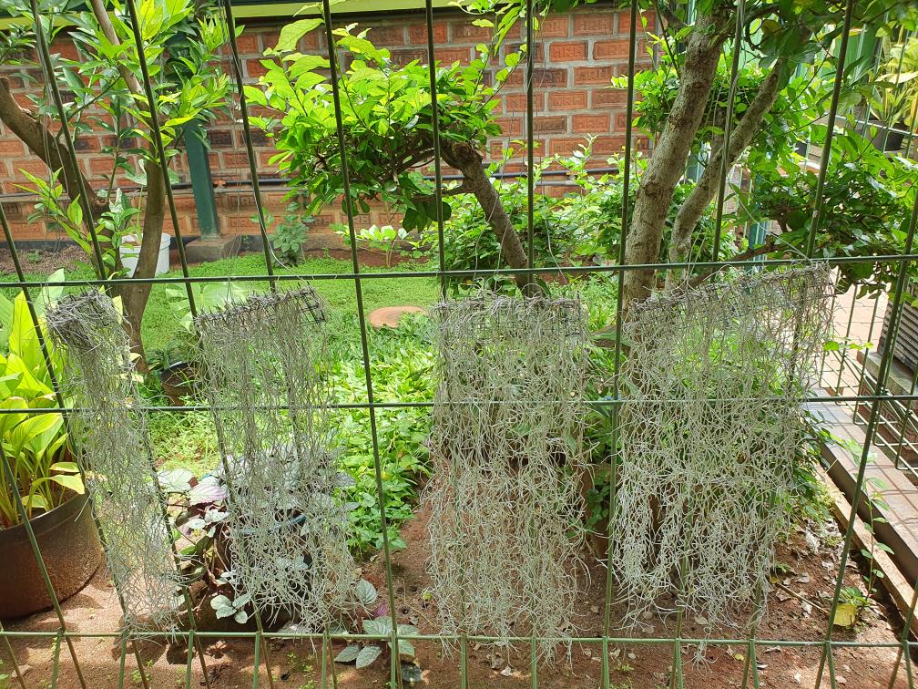 Tilandsia Atau Jenggot Musa Atau Jenggot Dewa 40 Cm