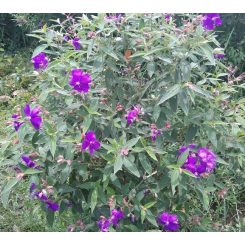 Tanaman Bunga Senggani - Bunga Senggani - Tanaman Hias Senggani