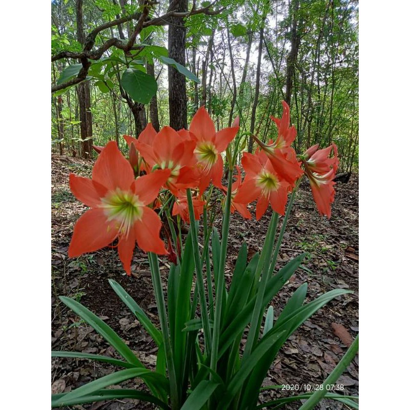 

amarilis