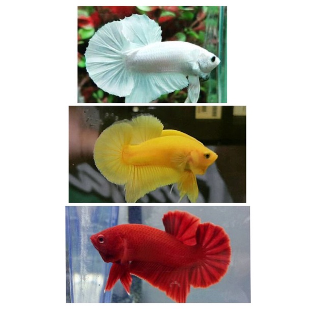 PROMO cupang plakat white platinum ,yellow banana ,super red