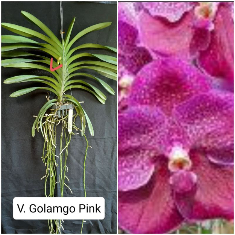 ANGGREK VANDA DEWASA SPIKE KNOP