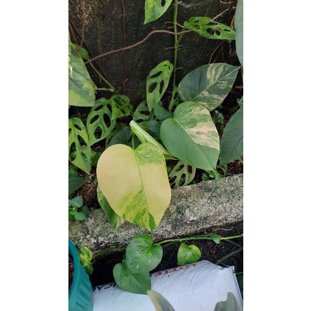Monstera Marmorata