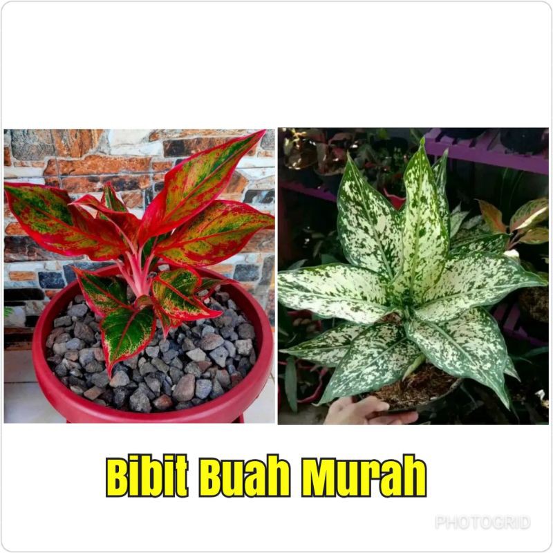 Aglonema Murah Paket Merah Putih