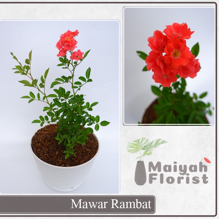 Bunga Mawar Rambat - Sudah Berbunga - Climbing Rose - Tanaman Hias