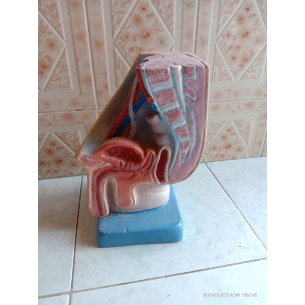 

Torso pinggul pria alat peraga pendidikan
