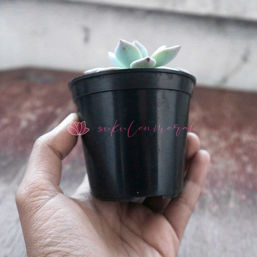POT Kaktus sukulen tanaman hias bunga mawar mini plastik POT Kaktus sukulen tanaman hias bunga mawar mini plastik
