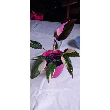 Philo pink princes murah