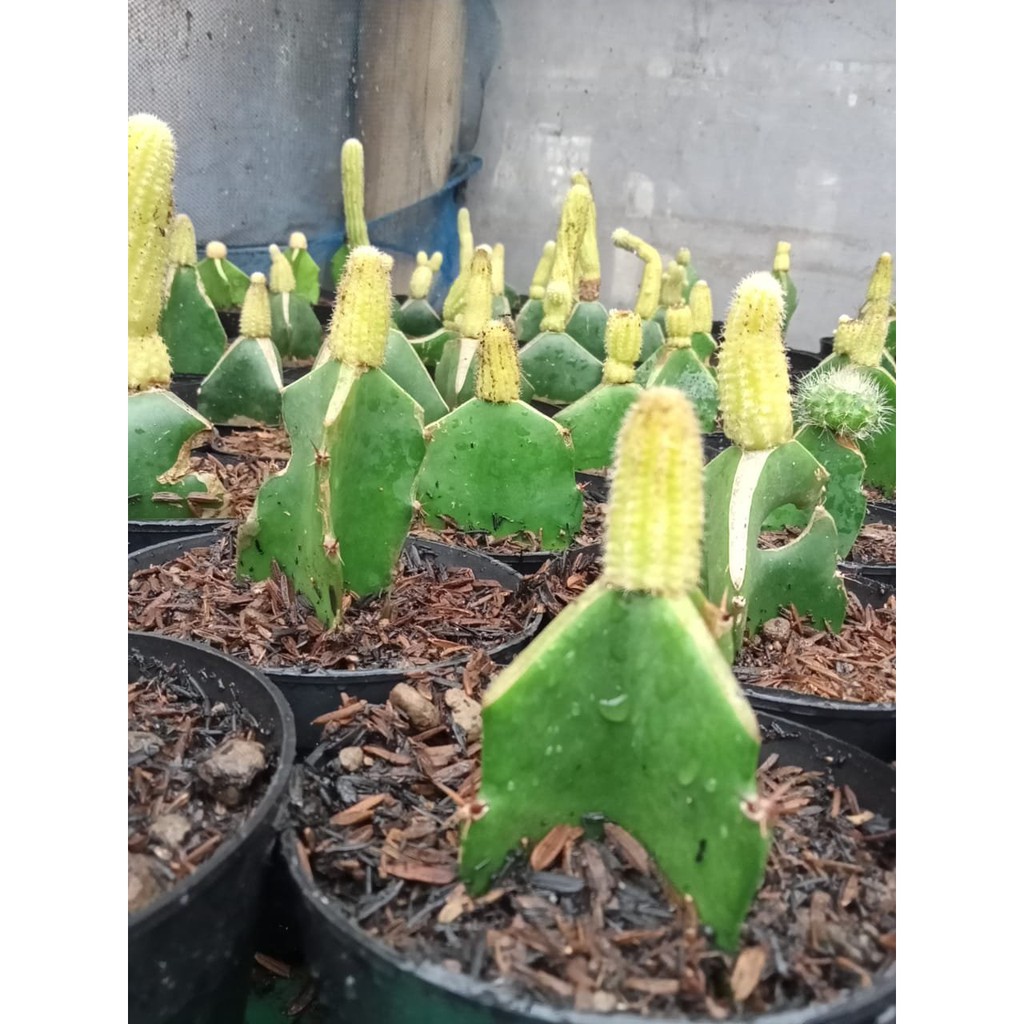 Kaktus Sukulen Mini
