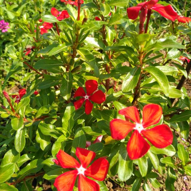 Benih Vinca Oranye, vinca Jepang. 30butir