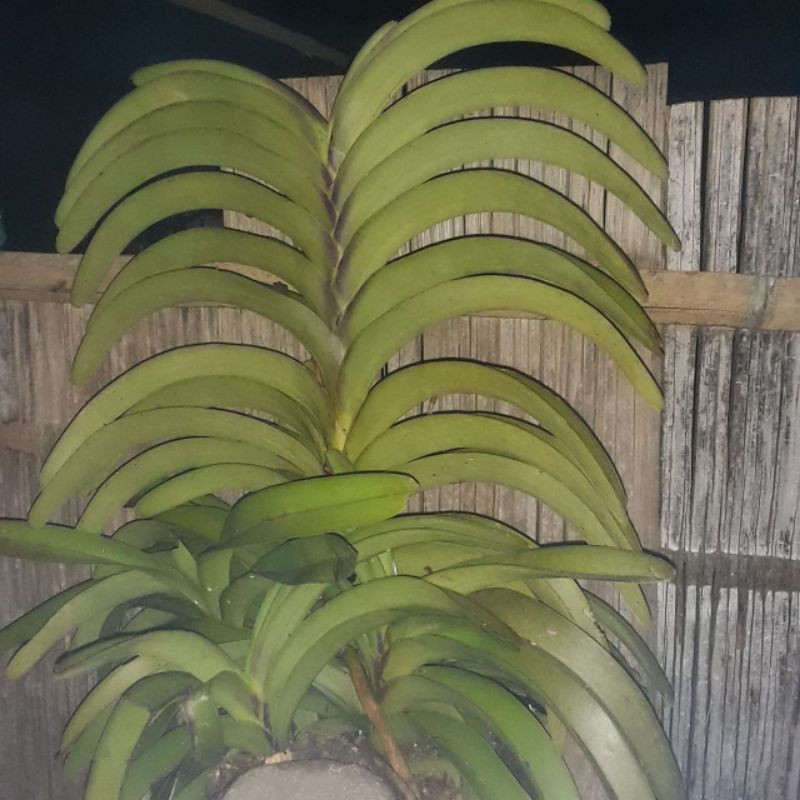 Anggrek Vanda foetida dewasa