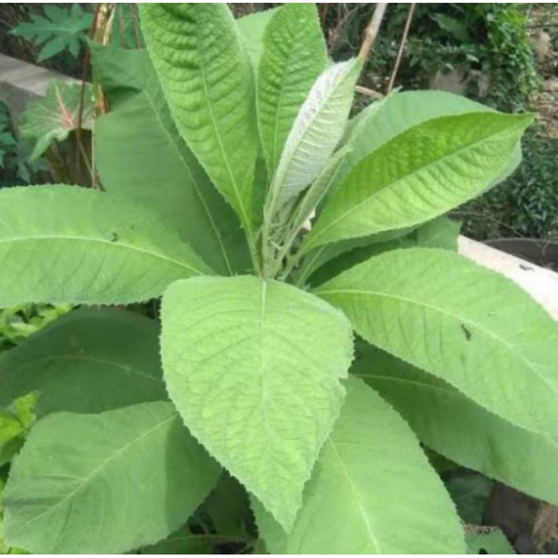 

Daun Sembung Segar 250gr
