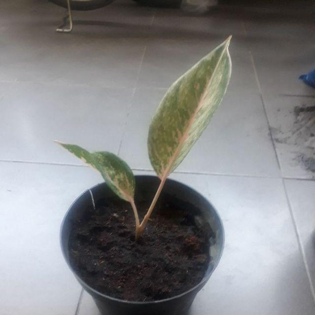 Aglonema Donacarmen