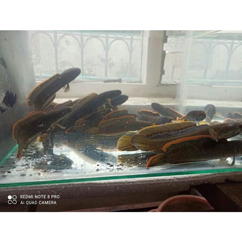 limbata wc gondrong rim tebal | sortiran single t4nk | 9-15cm