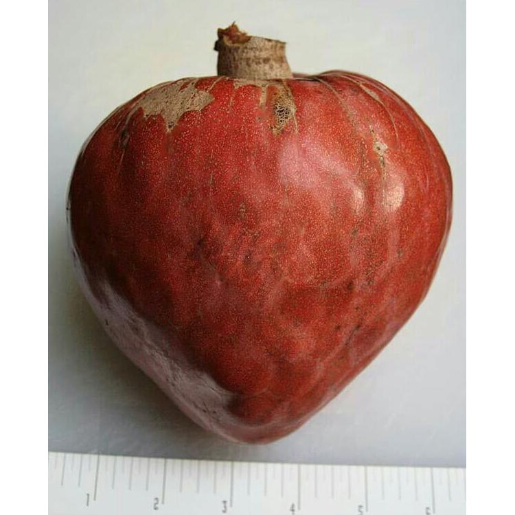 ANY4R BIBIT TANAMAN BUAH SRIKAYA SAN PABLO AN+