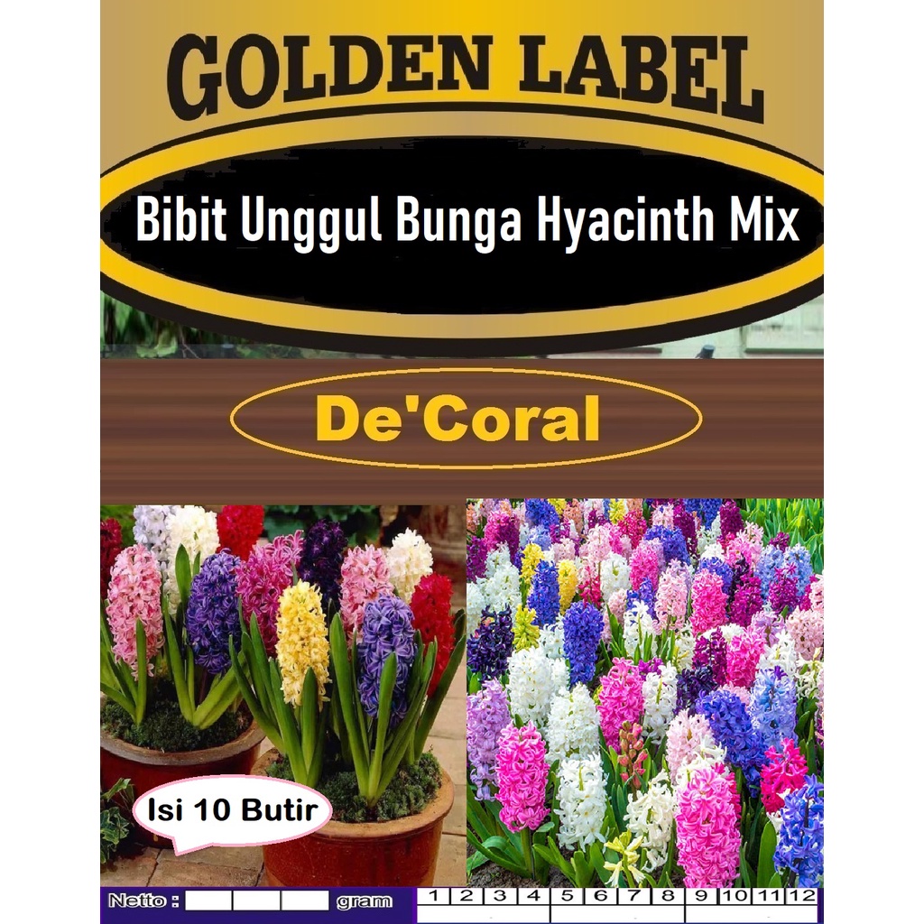 Bibit Unggul Bunga Hyacinth Mix|Benih Bunga Hyacinth|Bunga Dekorasi