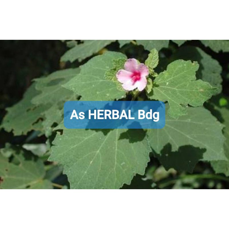 

Daun Pulutan Segar 1 Kg petik langsung-az