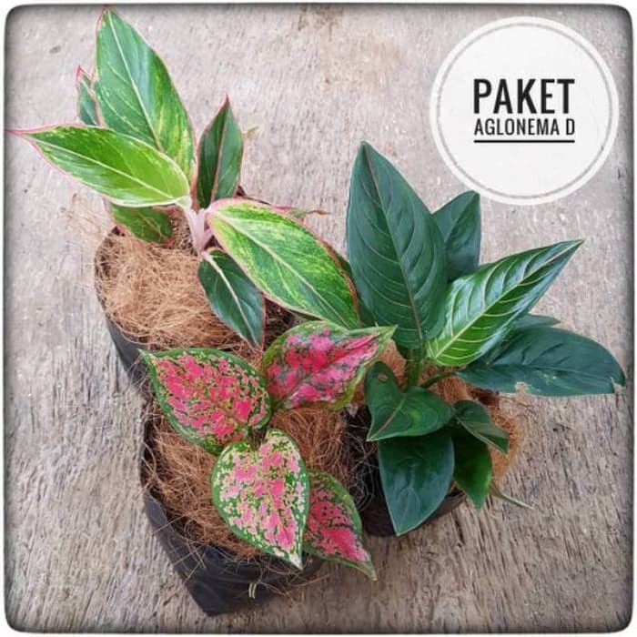 NEW Paket 3 aglonema dud anjamani - rotundum - BUTTERFLY ( Tanaman hias AGLAONEMA hidup indoor murah