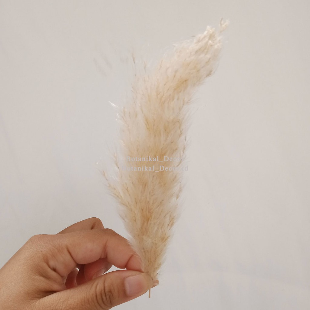 Dried Pampas Grass Creamy Bunga Tanaman Bulu Rumput Kering Asli Hiasan Impor Dekor Rumah Pesta