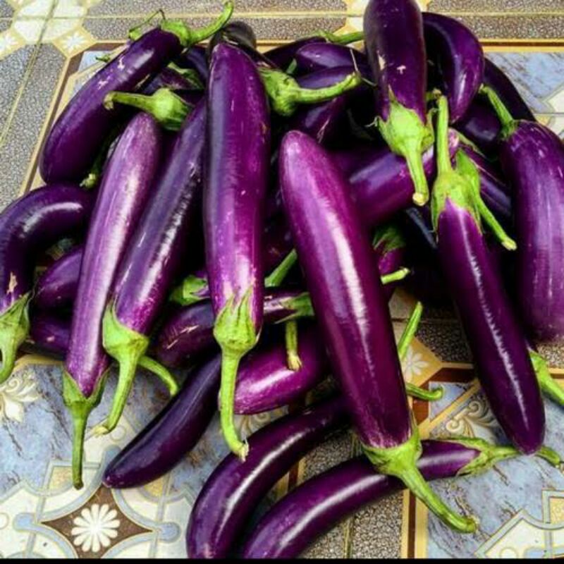 

TERONG UNGU 1KG LANGSUNG DARI PETANI