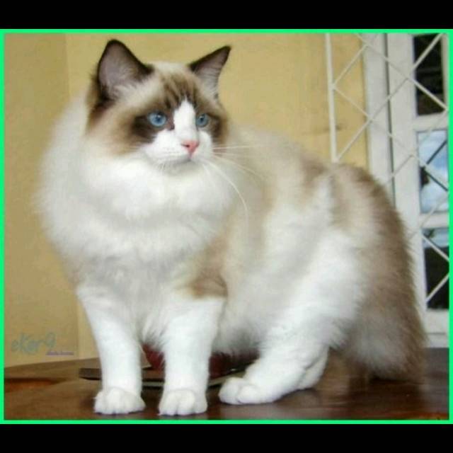 srirahayu_soepeni1164