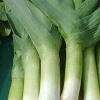 Benih Bibit Biji - Leek Elefent Elefant Daun Bawang Raksasa Seeds - IMPORT