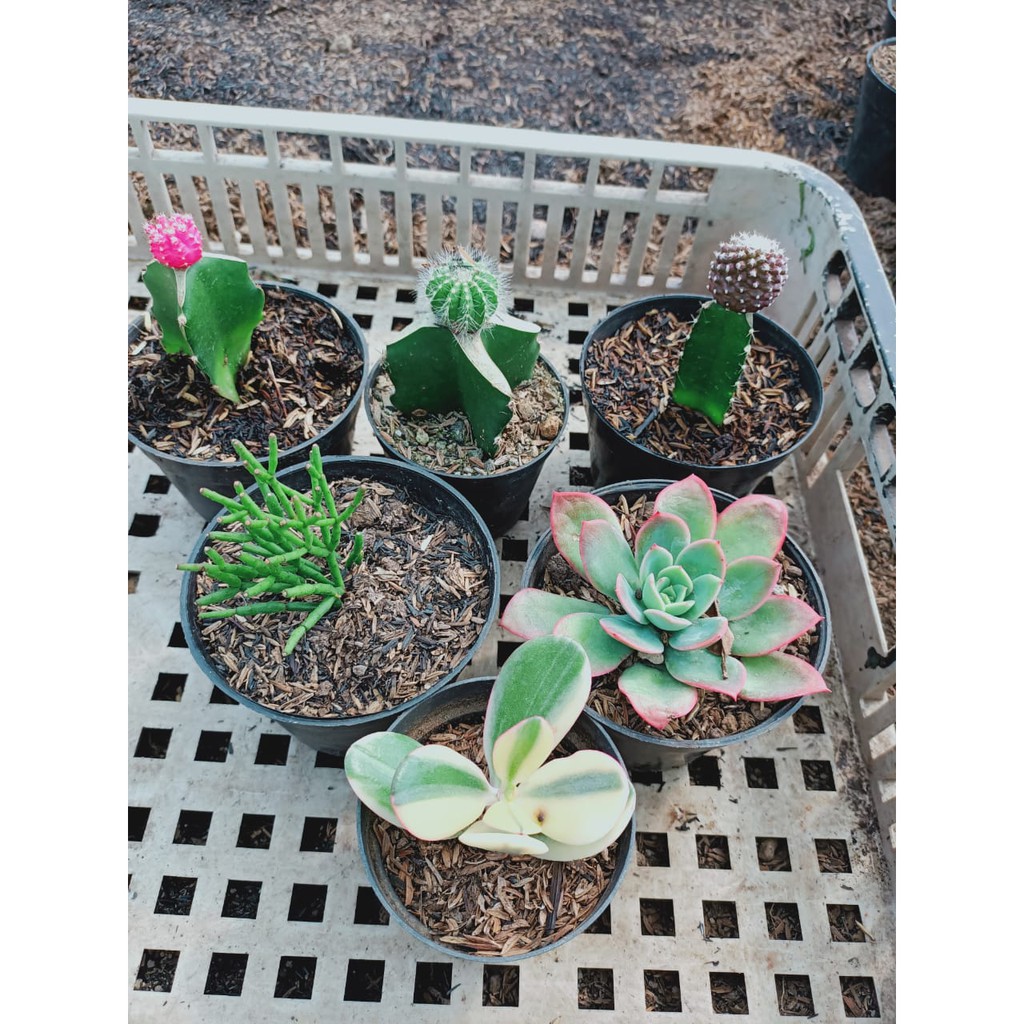 paket kaktus dan sekulen varigata dan kaktus warna murah 80k