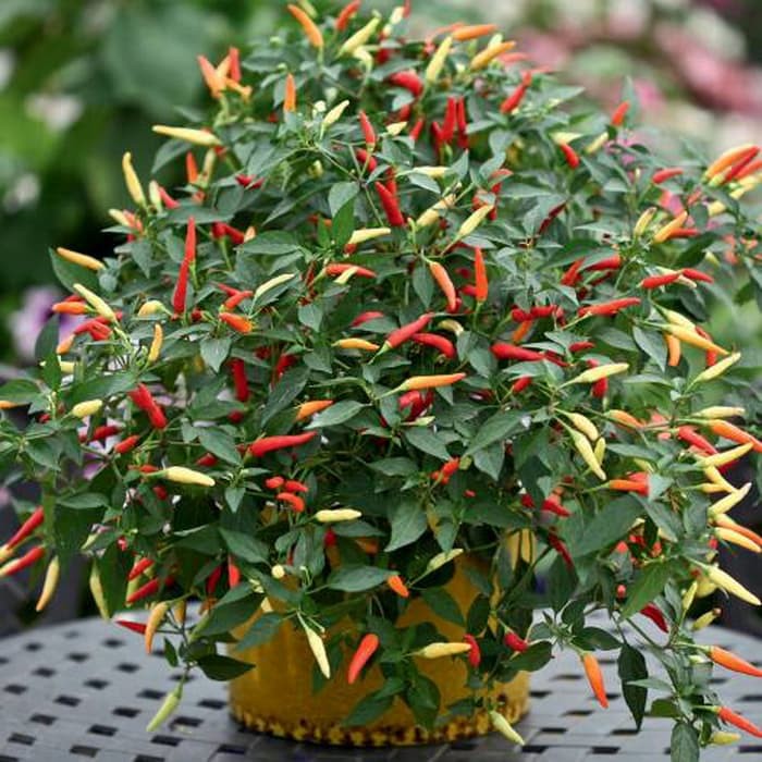 Benih Bibit Biji - Cabai Mini Sparkler (Bird’s Eye Chili) Pepper Seeds