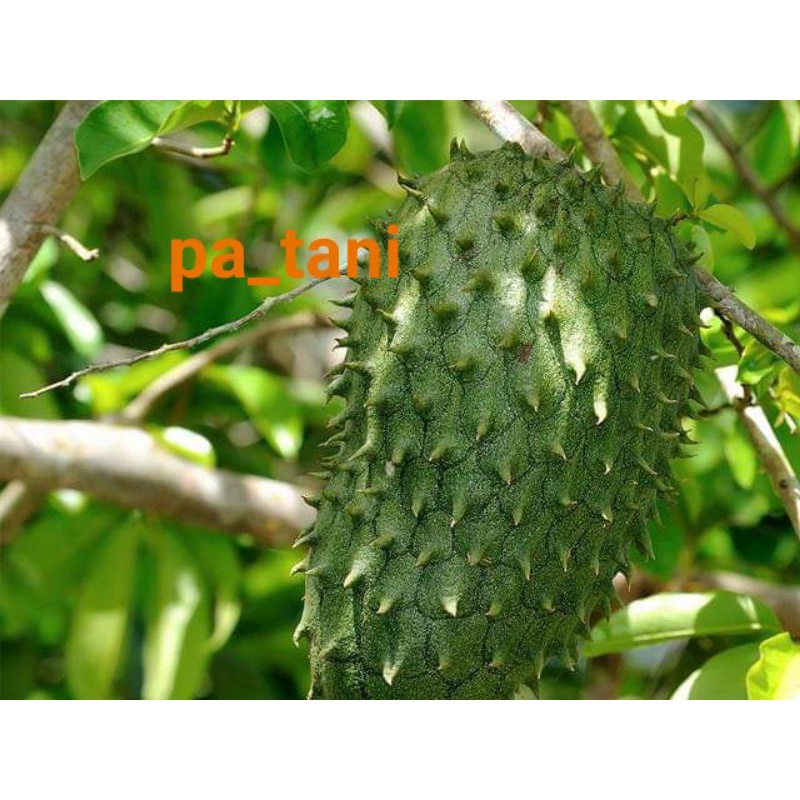 

BUAH SIRSAK SEGAR