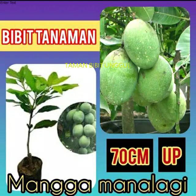 

Bibit mangga manalagi