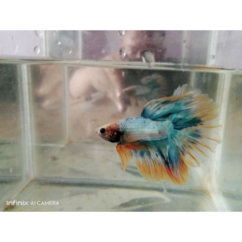 cupang murah cupang HM grizle