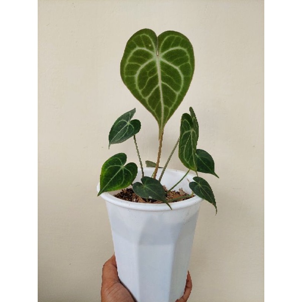 anthurium clarinervium pagoda kuping gajah tarantula