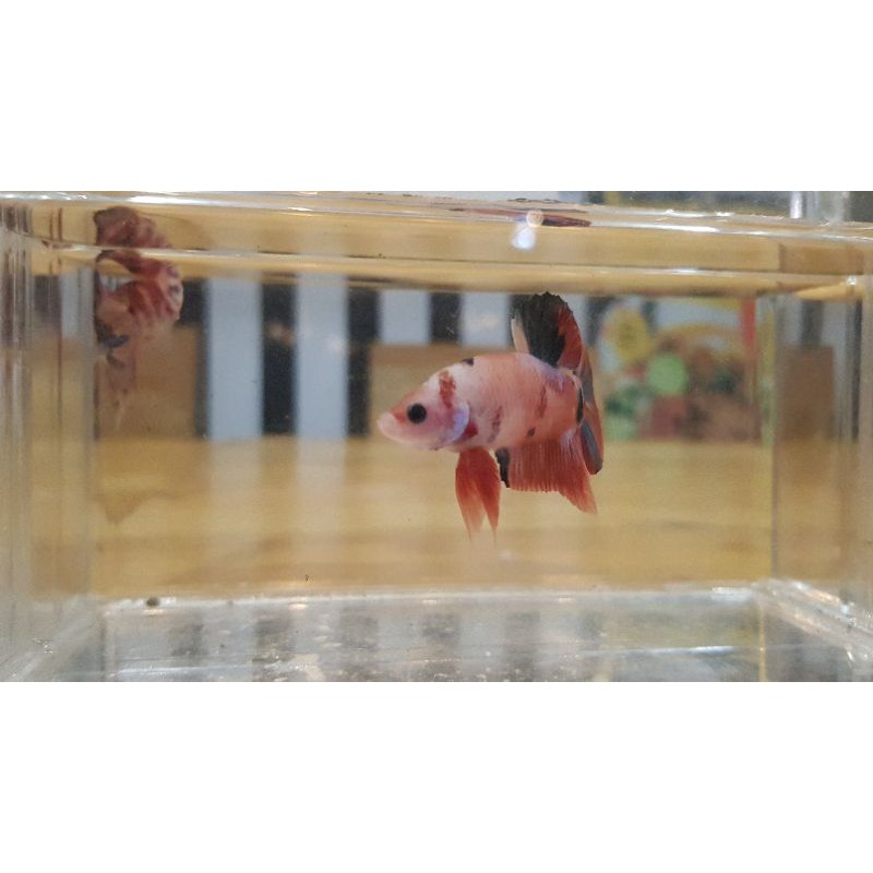 ikan cupang nemo galaxy