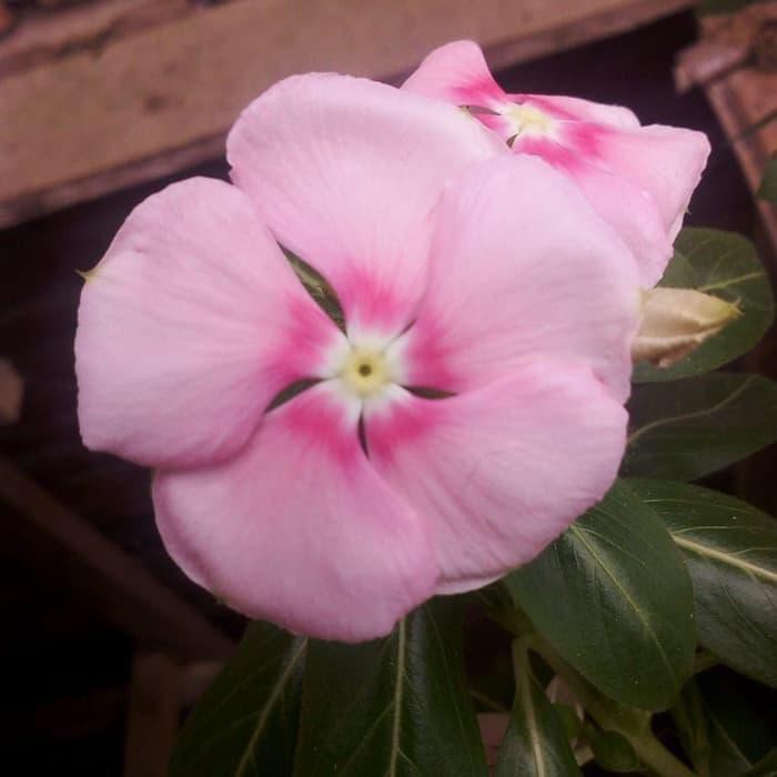 Bibit Benih Biji Bunga Gantung VINCA PINK SPOT Tapak Dara Isi 10 Biji