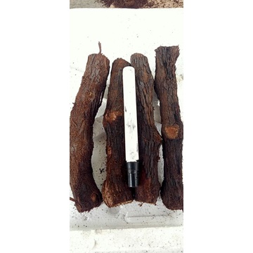 cutting anggur alfonso sudah kalus super jumbo