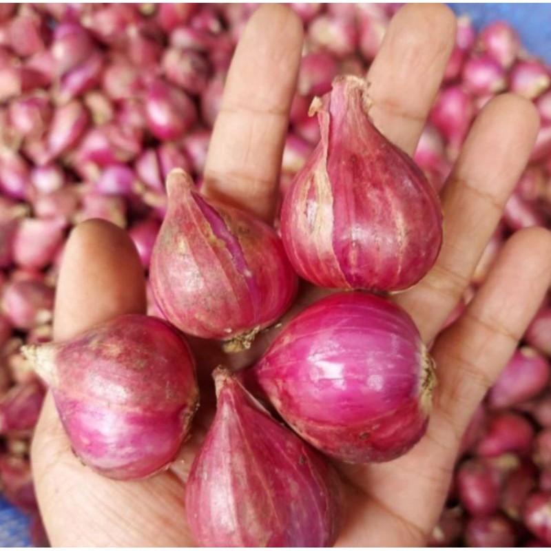

Bawang merah Brebes size besar