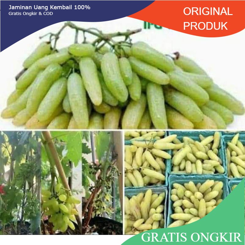 bibit anggur import IFG29 (IFG twenty nine)