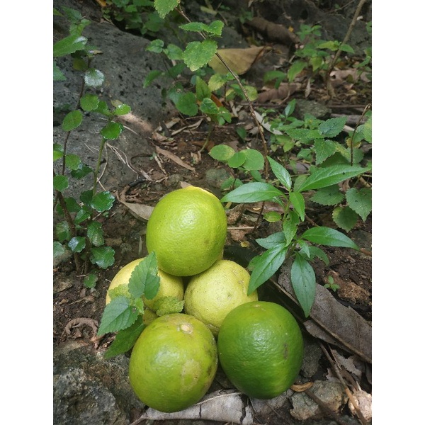 

jeruk nipis super 1 paket isi 2