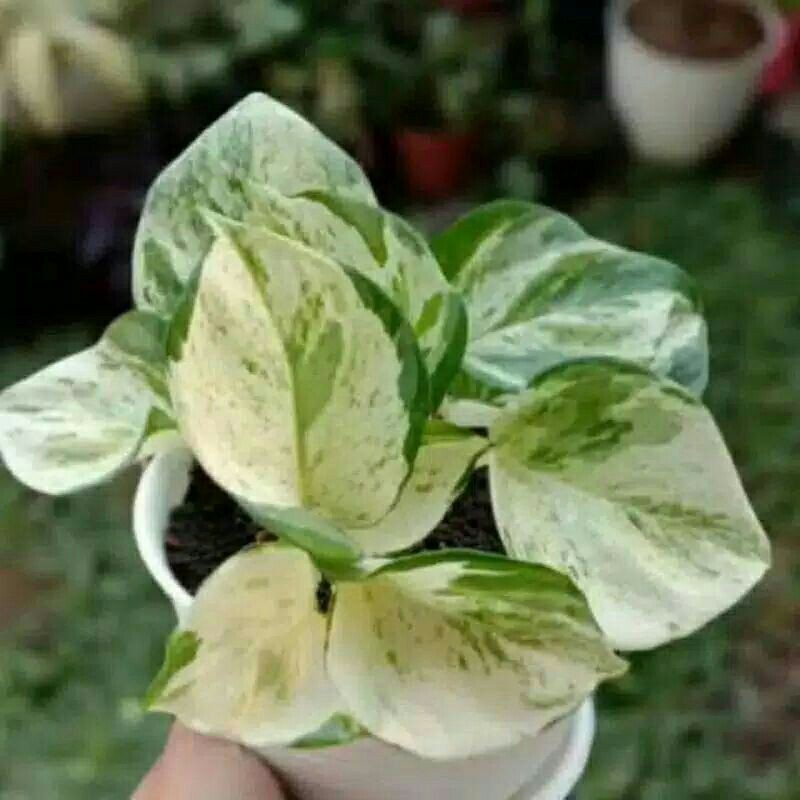 tanaman hias epipremnum marble quenn-Marble Quenn Varigata-Epipremnum marble quenn varigata