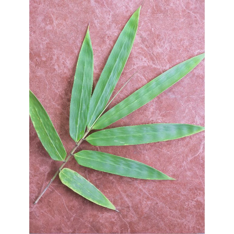 

Daun Bambu Organik Segar Bungkus Bakcang