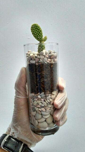 Kaktus Dan Sekulen ( Minimal 30 Packs )