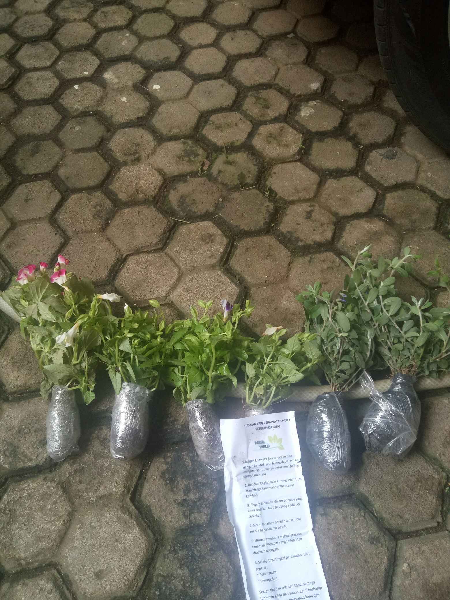 Tanaman Hias Bunga Torenia Atau Mata Kucing Biru