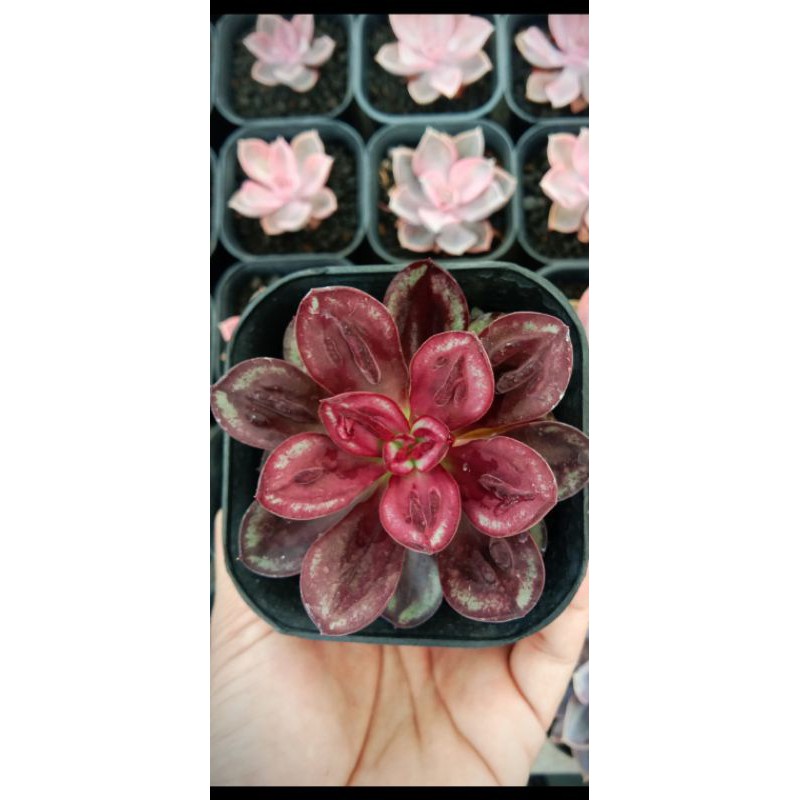 sekulen echeveria nodulosa size -+5-7cm